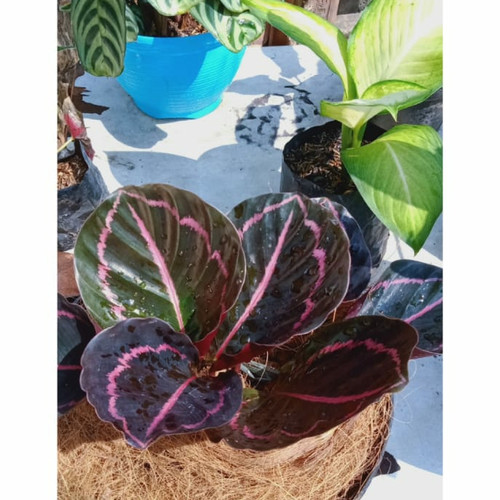 Detail Gambar Bunga Calathea Black Lipstick Nomer 41