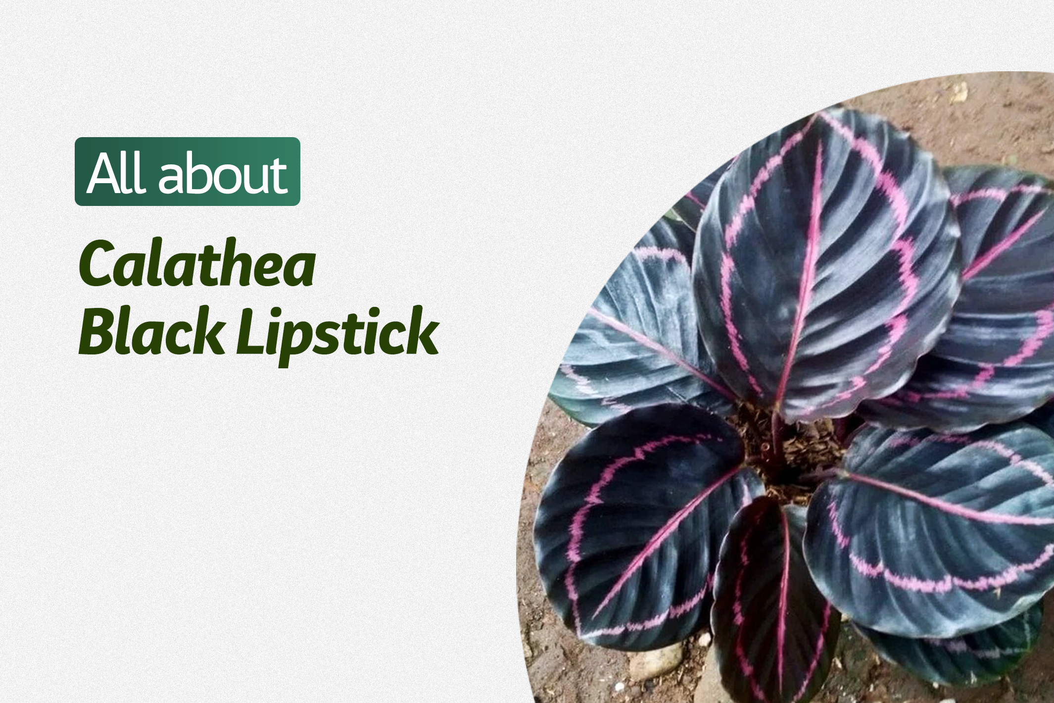 Detail Gambar Bunga Calathea Black Lipstick Nomer 42