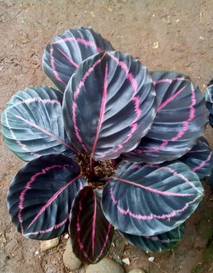 Detail Gambar Bunga Calathea Black Lipstick Nomer 6