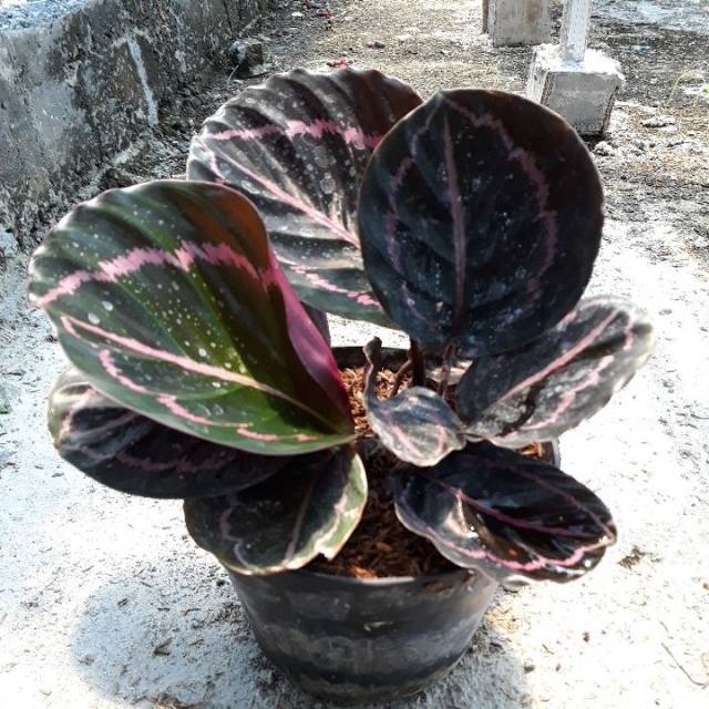 Detail Gambar Bunga Calathea Black Lipstick Nomer 50