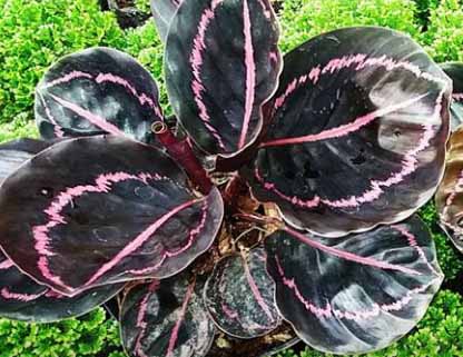 Detail Gambar Bunga Calathea Black Lipstick Nomer 51