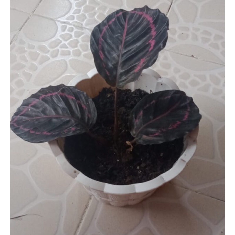 Detail Gambar Bunga Calathea Black Lipstick Nomer 57