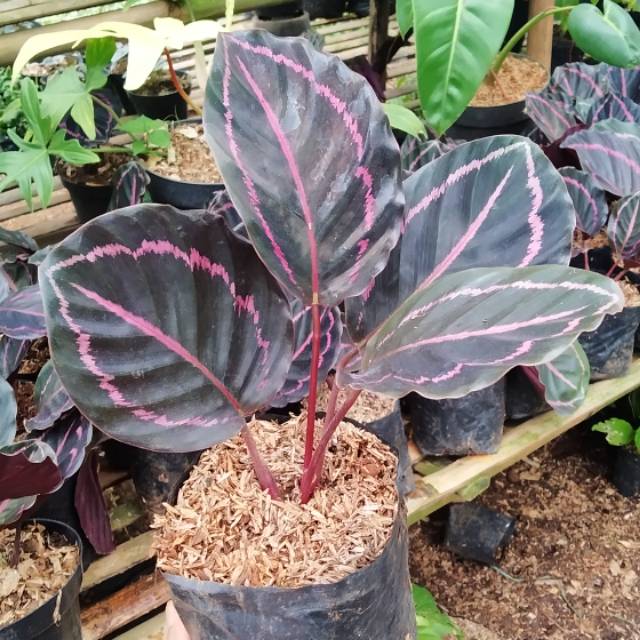 Detail Gambar Bunga Calathea Black Lipstick Nomer 9