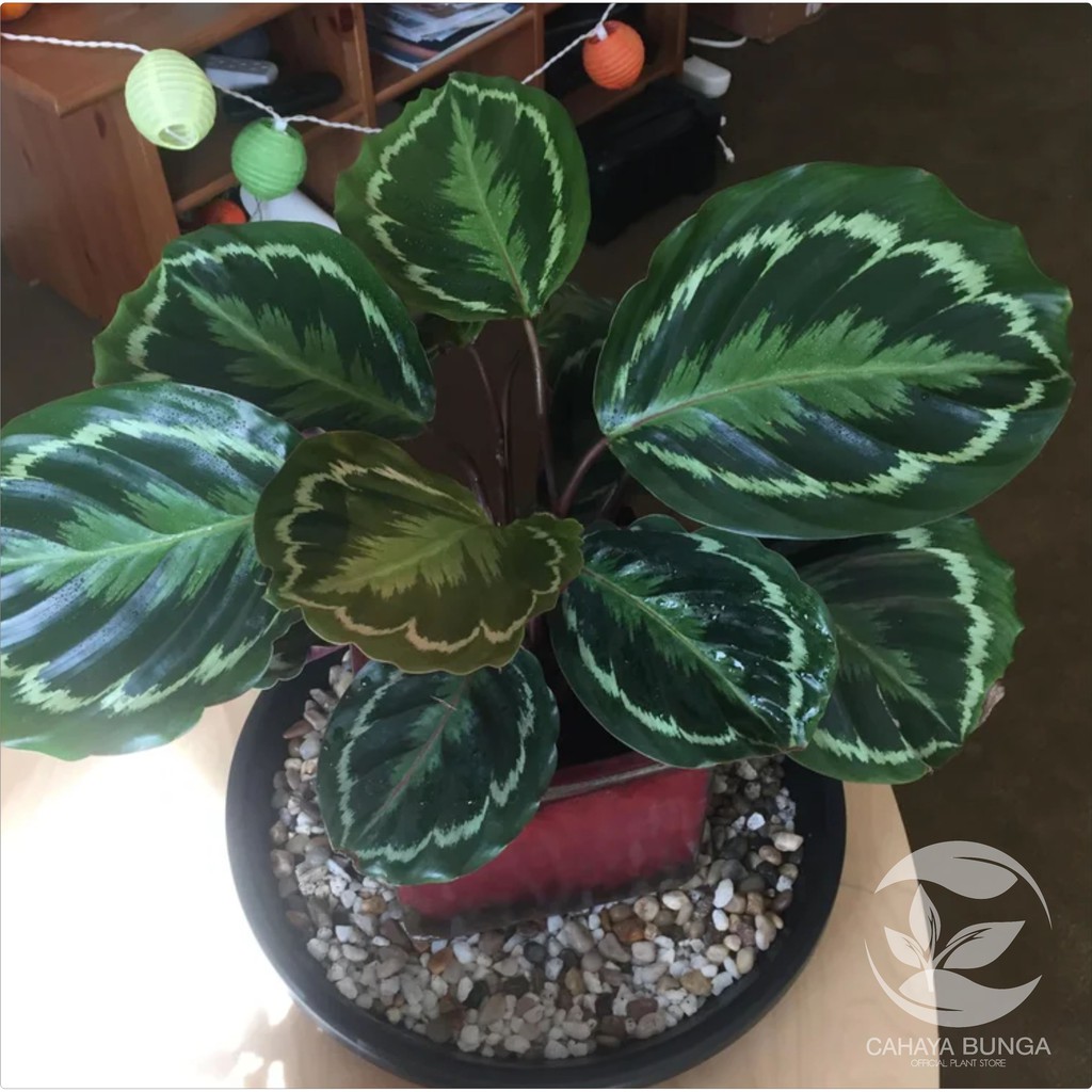 Gambar Bunga Calathea Medallion - KibrisPDR