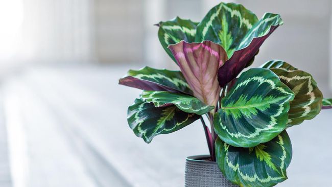 Detail Gambar Bunga Calathea Medallion Nomer 2