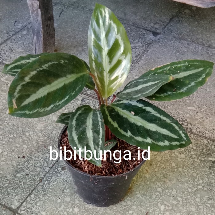 Detail Gambar Bunga Calathea Medallion Nomer 3