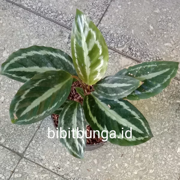 Detail Gambar Bunga Calathea Medallion Nomer 43