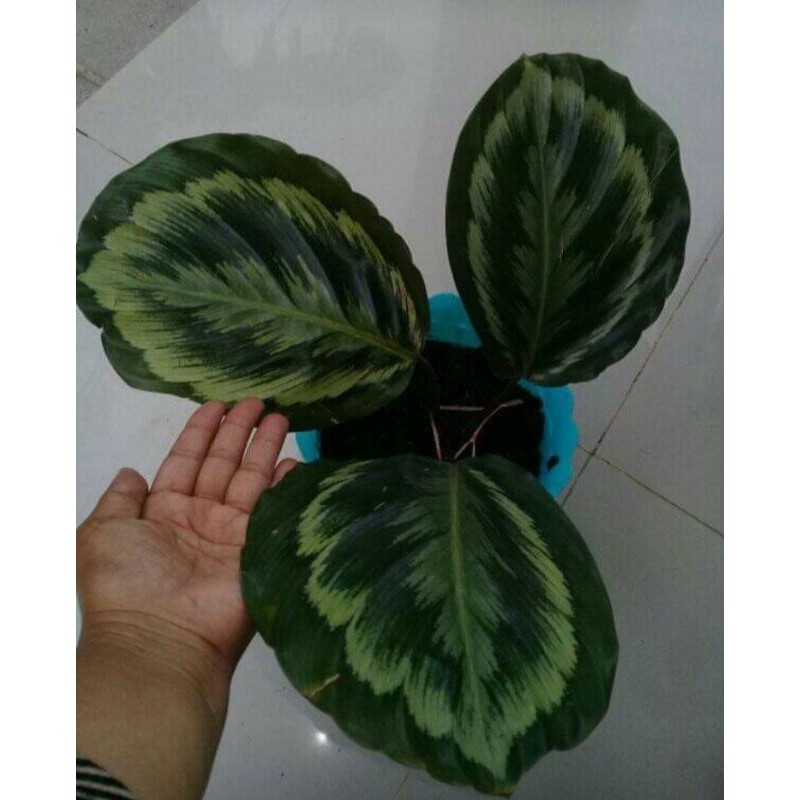 Detail Gambar Bunga Calathea Medallion Nomer 47