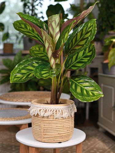 Detail Gambar Bunga Calathea Medallion Nomer 48