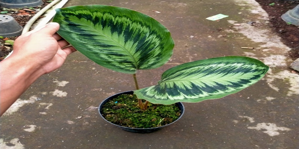 Detail Gambar Bunga Calathea Medallion Nomer 50