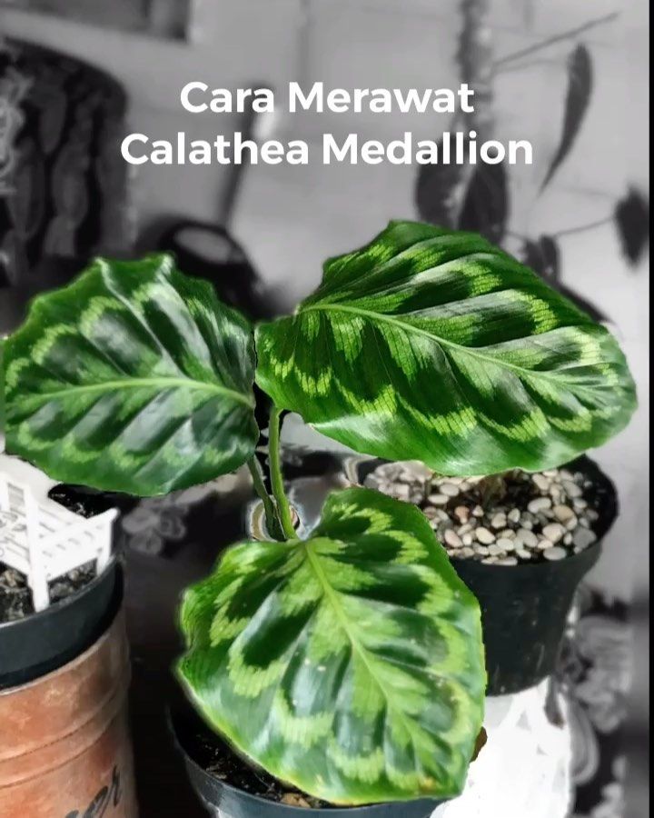 Detail Gambar Bunga Calathea Medallion Nomer 56