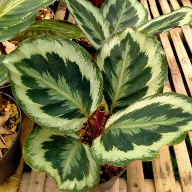 Detail Gambar Bunga Calathea Medallion Nomer 8