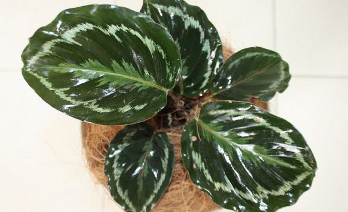 Detail Gambar Bunga Calathea Medallion Nomer 9