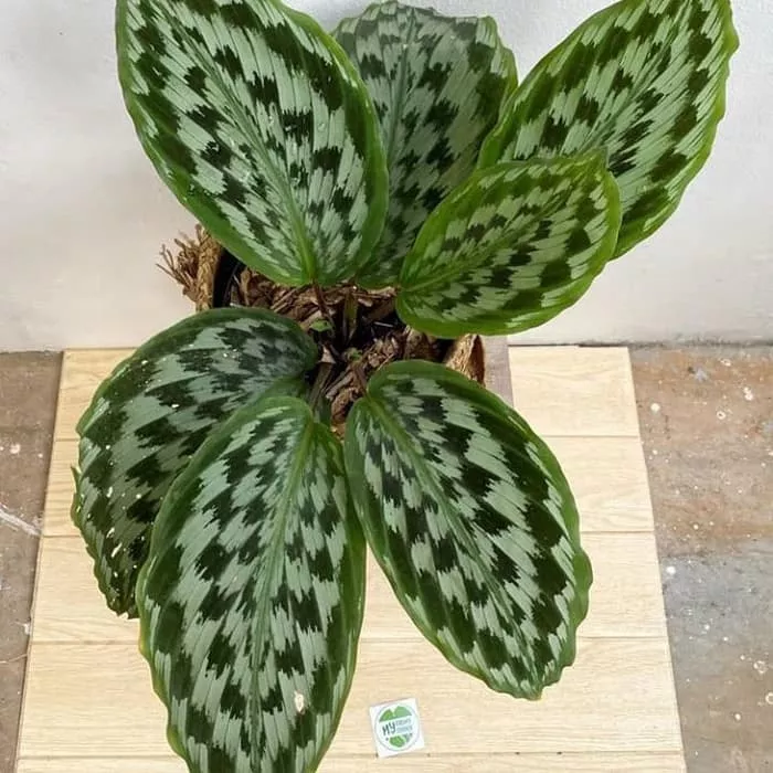 Detail Gambar Bunga Calathea Merak Nomer 2