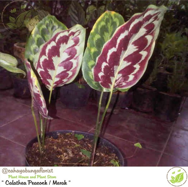 Detail Gambar Bunga Calathea Merak Nomer 19