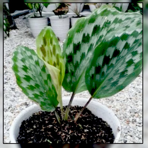 Detail Gambar Bunga Calathea Merak Nomer 29