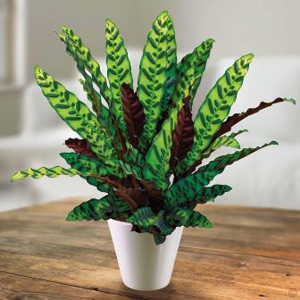 Detail Gambar Bunga Calathea Merak Nomer 42