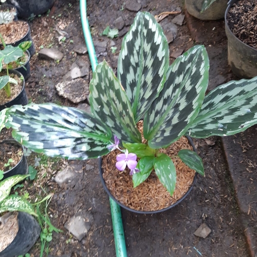 Detail Gambar Bunga Calathea Merak Nomer 6