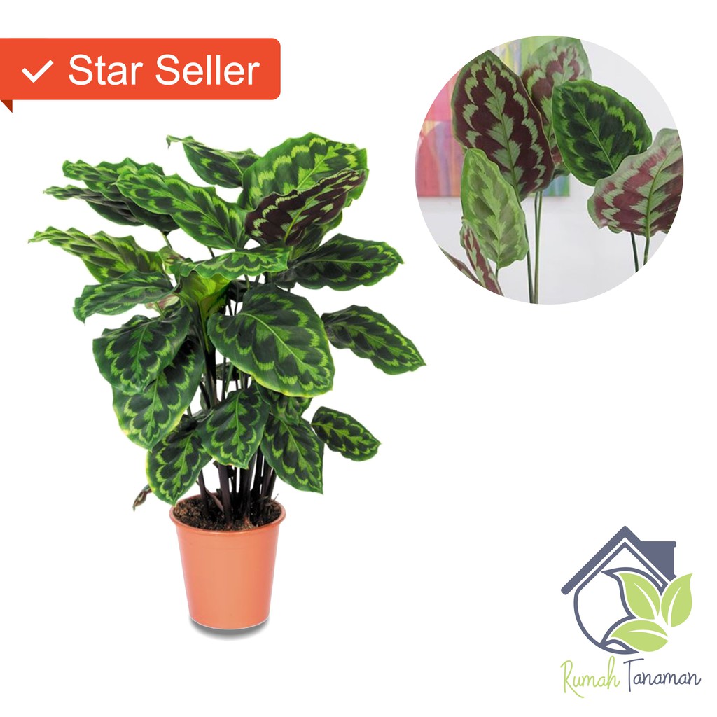 Detail Gambar Bunga Calathea Merak Nomer 49