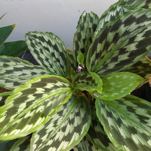 Detail Gambar Bunga Calathea Merak Nomer 7