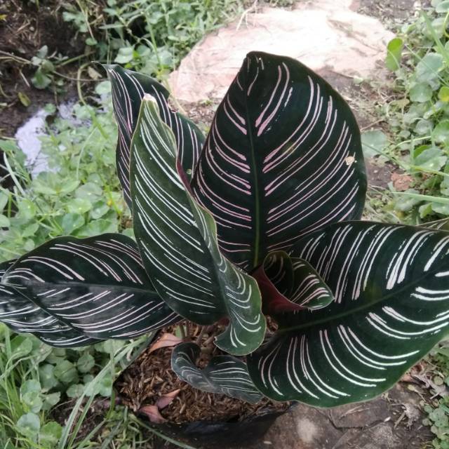 Gambar Bunga Calathea Ornata - KibrisPDR