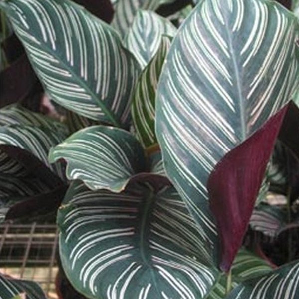 Detail Gambar Bunga Calathea Ornata Nomer 2