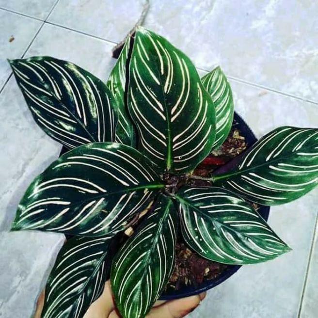 Detail Gambar Bunga Calathea Ornata Nomer 13