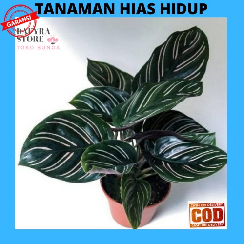 Detail Gambar Bunga Calathea Ornata Nomer 18