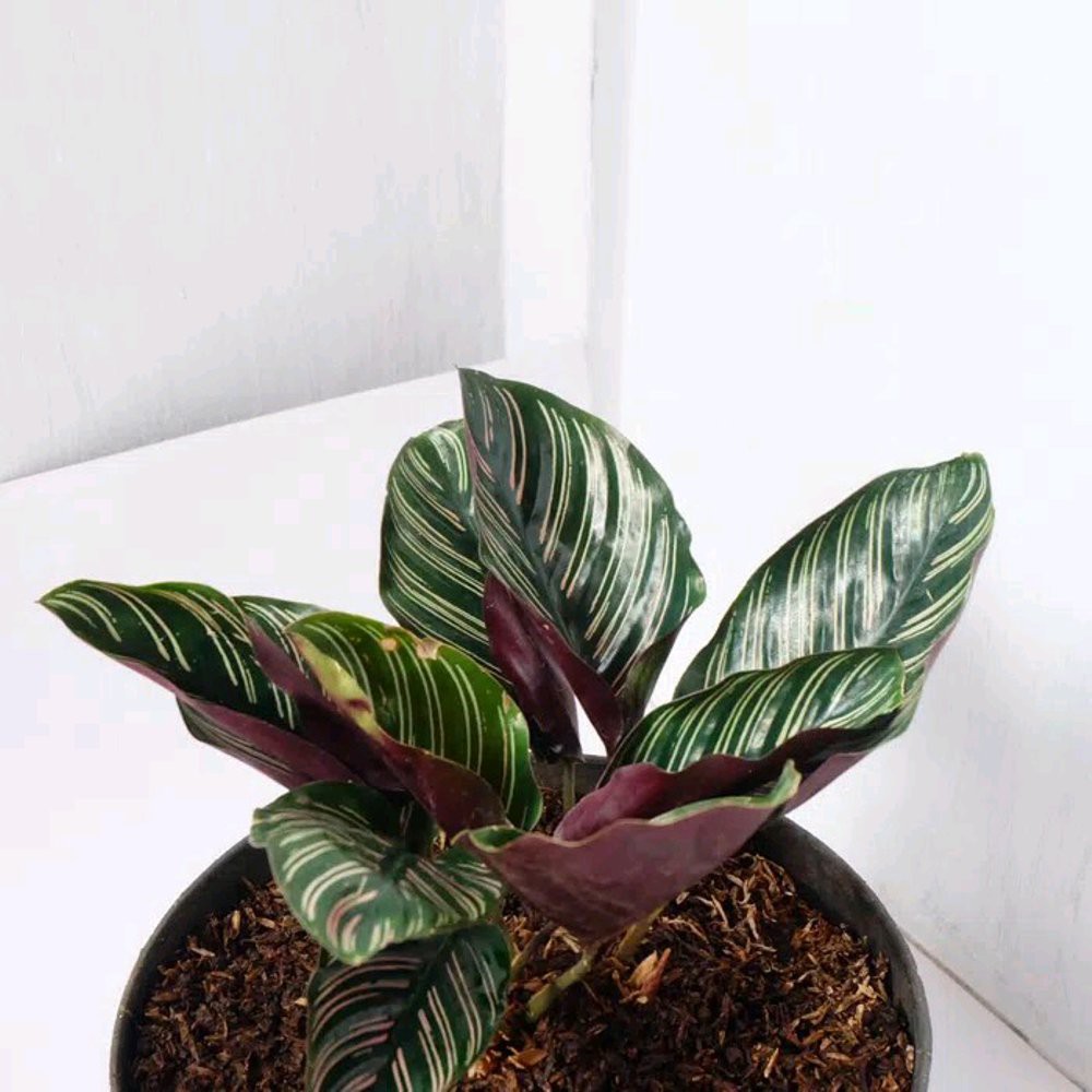 Detail Gambar Bunga Calathea Ornata Nomer 27