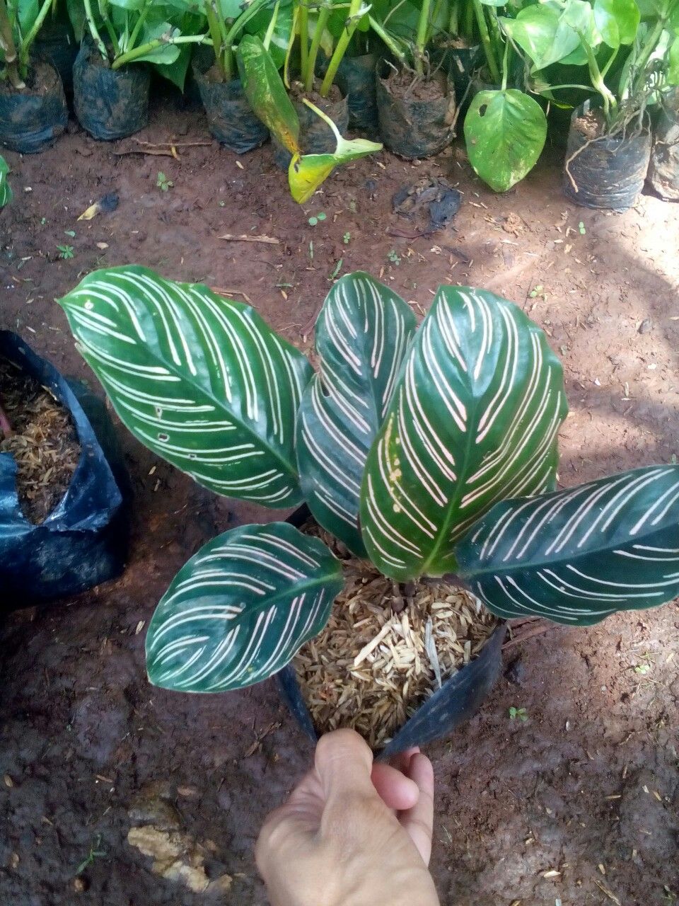 Detail Gambar Bunga Calathea Ornata Nomer 33