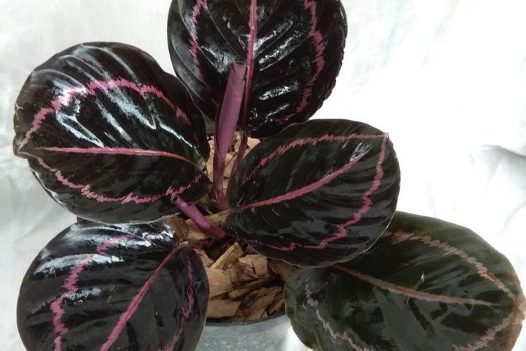 Detail Gambar Bunga Calathea Ornata Nomer 36