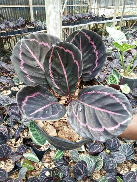 Detail Gambar Bunga Calathea Ornata Nomer 39