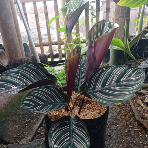 Detail Gambar Bunga Calathea Ornata Nomer 43