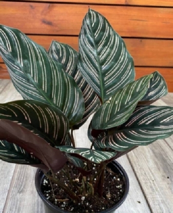 Detail Gambar Bunga Calathea Ornata Nomer 47