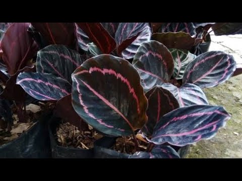 Detail Gambar Bunga Calathea Termahal Nomer 14