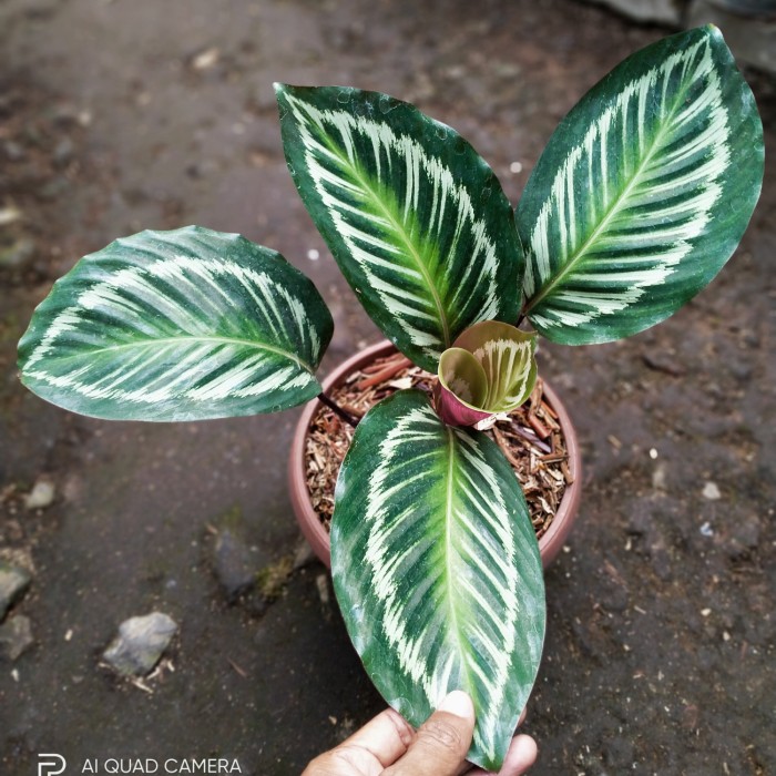 Detail Gambar Bunga Calathea Termahal Nomer 21