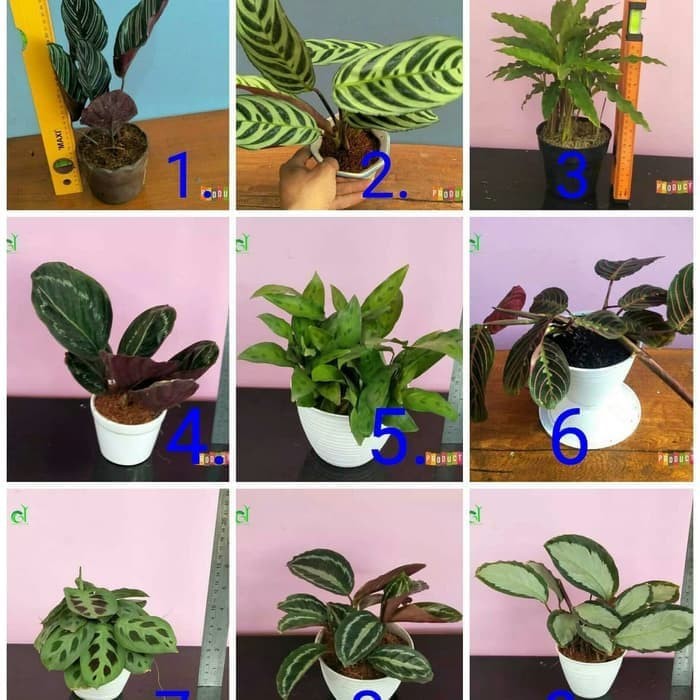 Detail Gambar Bunga Calathea Termahal Nomer 25