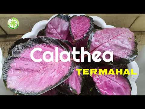 Detail Gambar Bunga Calathea Termahal Nomer 28