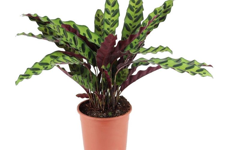 Detail Gambar Bunga Calathea Termahal Nomer 34