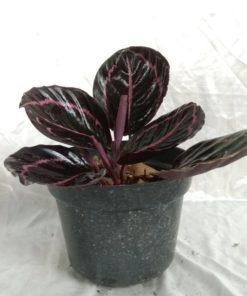 Detail Gambar Bunga Calathea Termahal Nomer 36