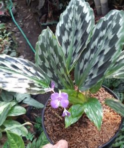 Detail Gambar Bunga Calathea Termahal Nomer 39