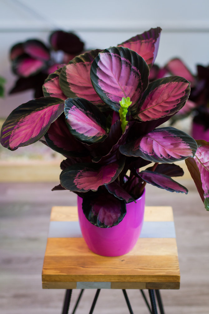 Detail Gambar Bunga Calathea Termahal Nomer 44