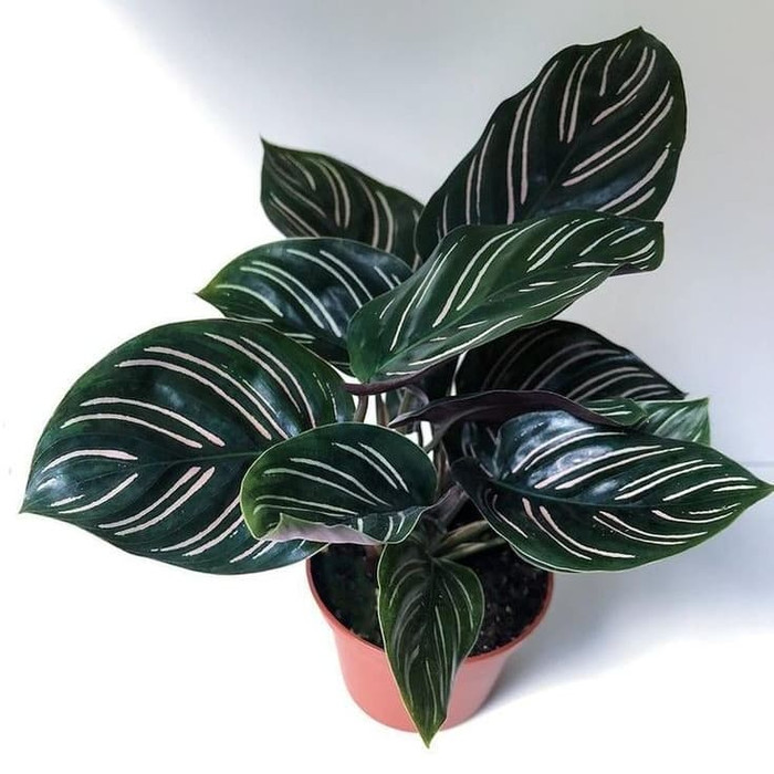 Detail Gambar Bunga Calathea Termahal Nomer 6