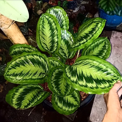 Detail Gambar Bunga Calathea Termahal Nomer 9