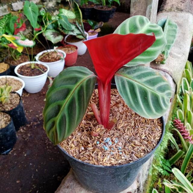 Detail Gambar Bunga Calathea Velvet Nomer 12