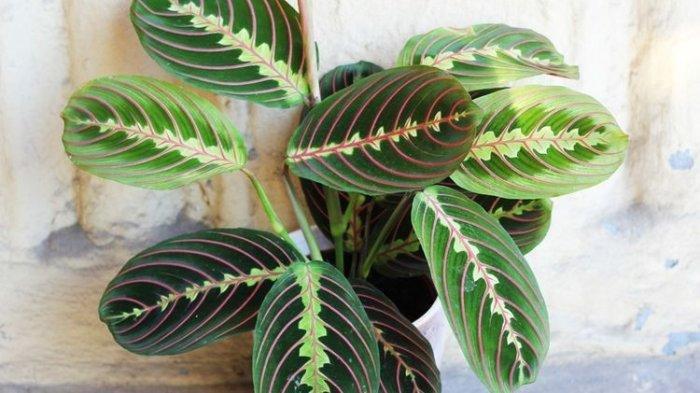 Detail Gambar Bunga Calathea Velvet Nomer 15