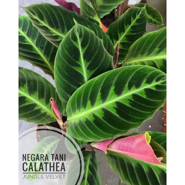 Detail Gambar Bunga Calathea Velvet Nomer 23