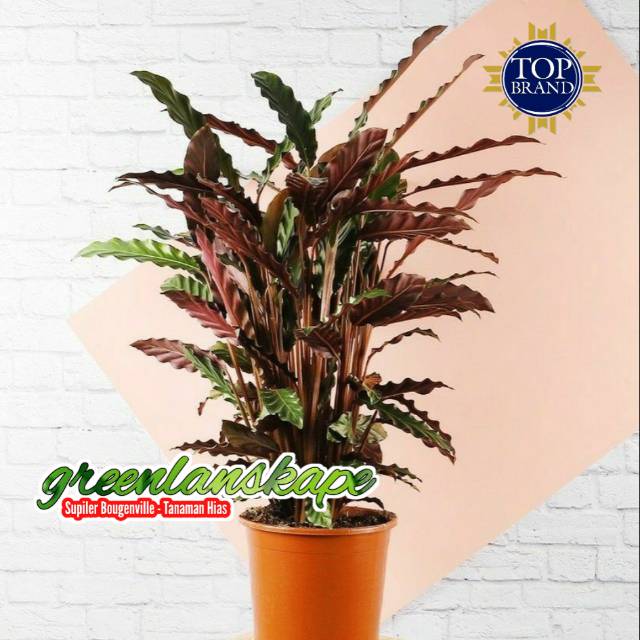 Detail Gambar Bunga Calathea Velvet Nomer 25