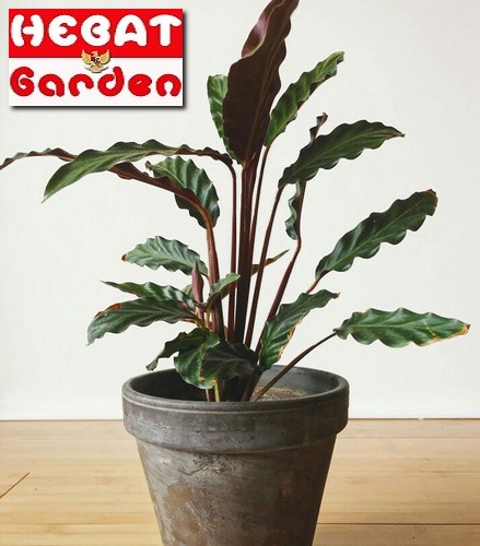 Detail Gambar Bunga Calathea Velvet Nomer 4