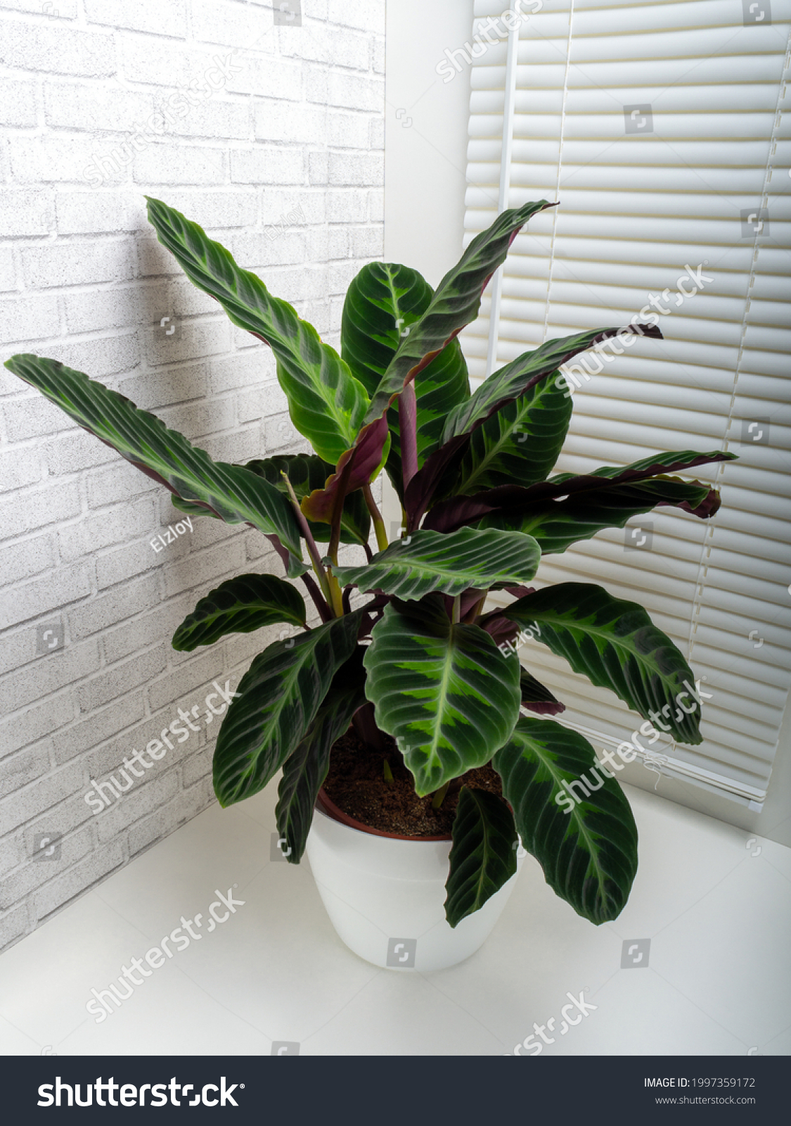 Detail Gambar Bunga Calathea Velvet Nomer 34